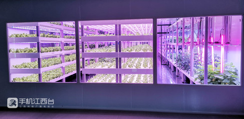 江西力源農業 創新模式，將農場“建在”超市，家門口的新鮮體驗